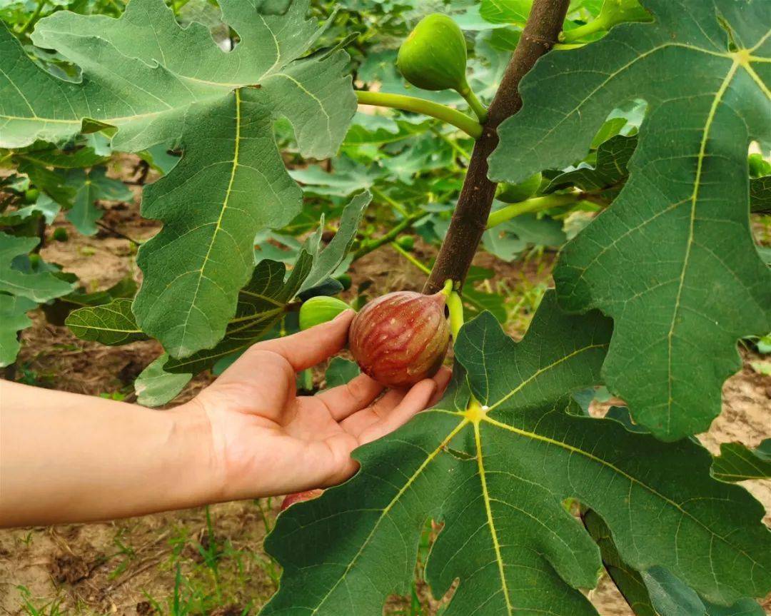 张凯洁果子今年最新动态与成长历程